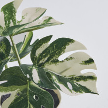 FEJKA نبات صناعي مع آنية, داخلي/خارجي مونستيرا, 6 سم