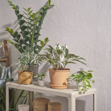 FEJKA نبات صناعي في آنية, داخلي/خارجي كلاثيا, 15 سم