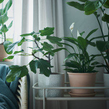 MUSKOTBLOMMA آنية نباتات مع صحن, داخلي/خارجي بلون الطين, 15 سم