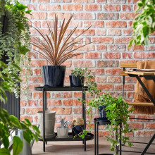 KLOTLÖNN آنية نباتات مع صحن, داخلي/خارجي/أسود-أزرق, 19 سم