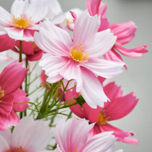 SMYCKA زهور صناعية, داخلي/خارجي/كوزموس زهري, 50 سم