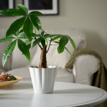 KVASTSPIREA آنية نباتات, داخلي/خارجي/أبيض-عاجي, 12 سم